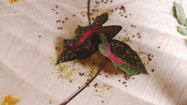 Botanical Ready-to-Wear